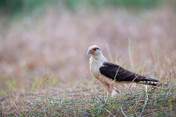 Yellow-headed caracara