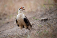 Yellow-headed caracara