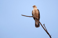 Yellow-headed caracara