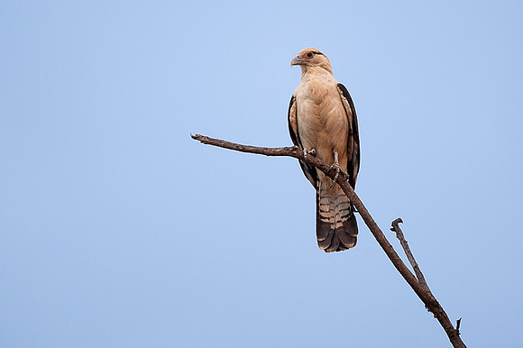 Yellow-headed caracara