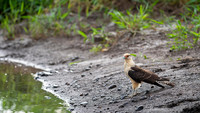 Yellow-headed caracara