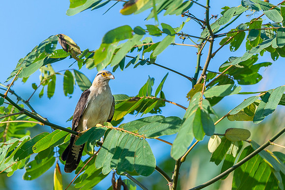 Yellow-headed caracara