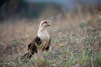 Yellow-headed caracara