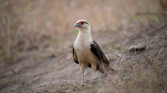 Yellow-headed caracara
