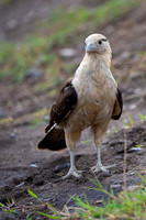 Yellow-headed caracara