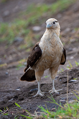 Yellow-headed caracara