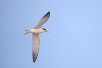 Yellow-billed Tern