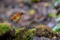 Yellow-breasted Antpitta