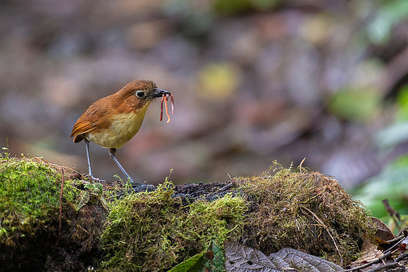 Yellow-breasted Antpitta