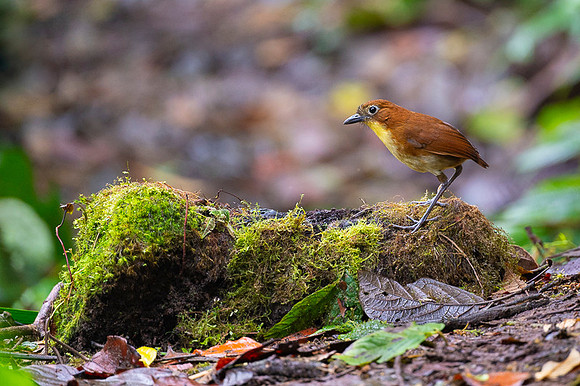 Yellow-breasted Antpitta