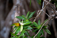 Yellow warbler