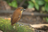 Yellow-breasted Antpitta