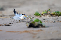 Yellow-billed Tern