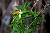 Yellow warbler
