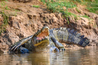Yacare Caiman