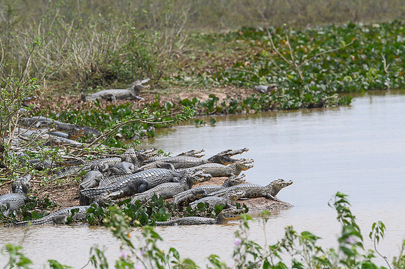 Yacare Caiman