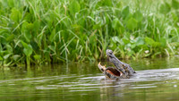 Yacare Caiman