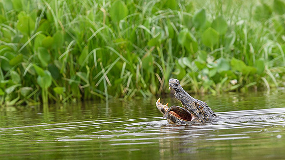 Yacare Caiman