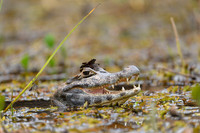 Yacare Caiman