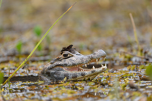 Yacare Caiman