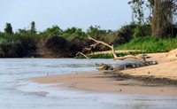 Yacare Caiman