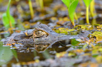 Yacare Caiman