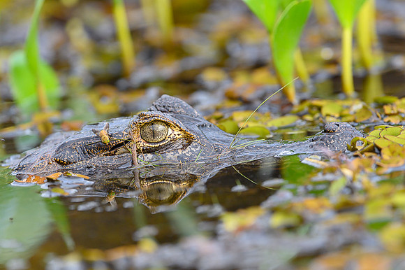 Yacare Caiman