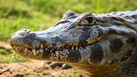 Yacare Caiman
