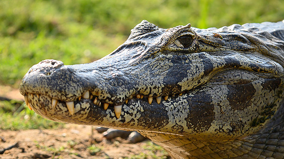 Yacare Caiman