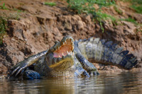 Yacare Caiman