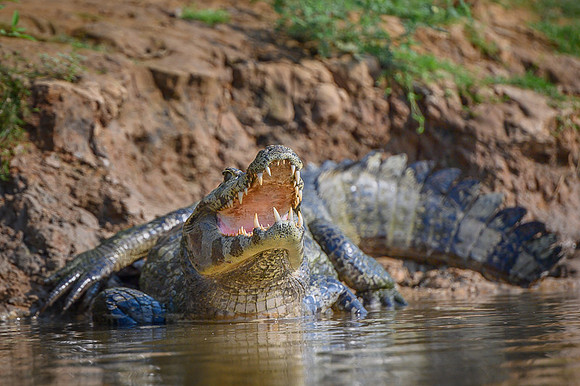 Yacare Caiman