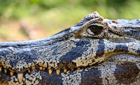 Yacare Caiman