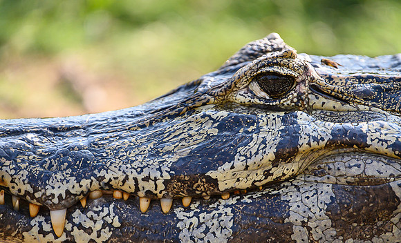 Yacare Caiman