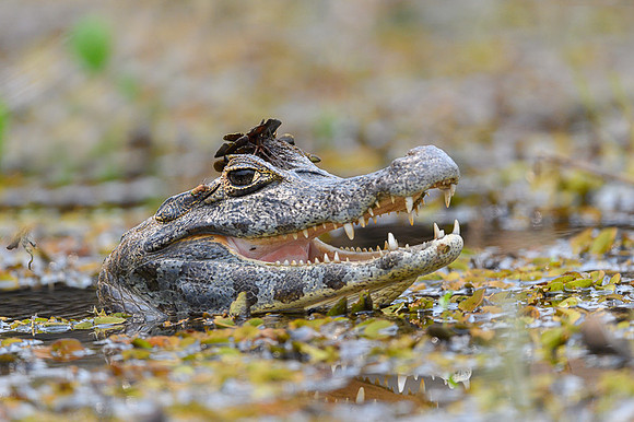 Yacare Caiman