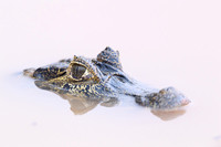 Yacare Caiman