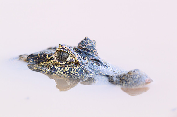 Yacare Caiman