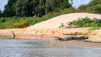 Yacare Caiman