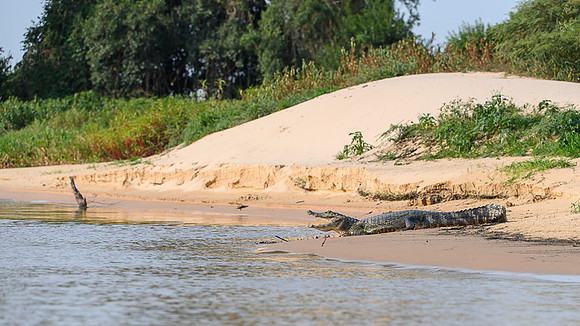 Yacare Caiman