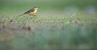 Yellow Wagtail / Pliszka żółta