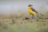 Yellow Wagtail / Pliszka żółta