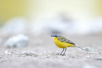 Yellow Wagtail / Pliszka żółta