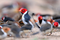 Yellow-billed Cardinal