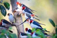Yellow-billed Cardinal