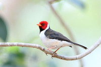Yellow-billed Cardinal
