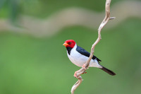 Yellow-billed Cardinal