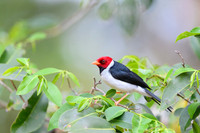 Yellow-billed Cardinal