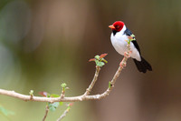 Yellow-billed Cardinal