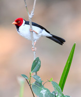 Yellow-billed Cardinal