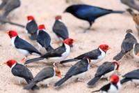 Yellow-billed Cardinal