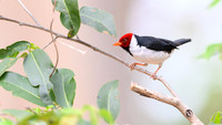 Yellow-billed Cardinal